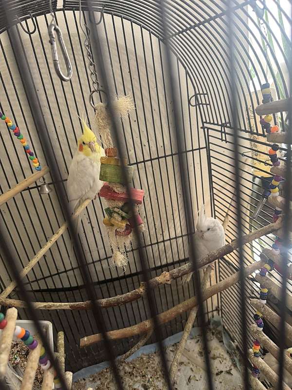 cockatiel-for-sale