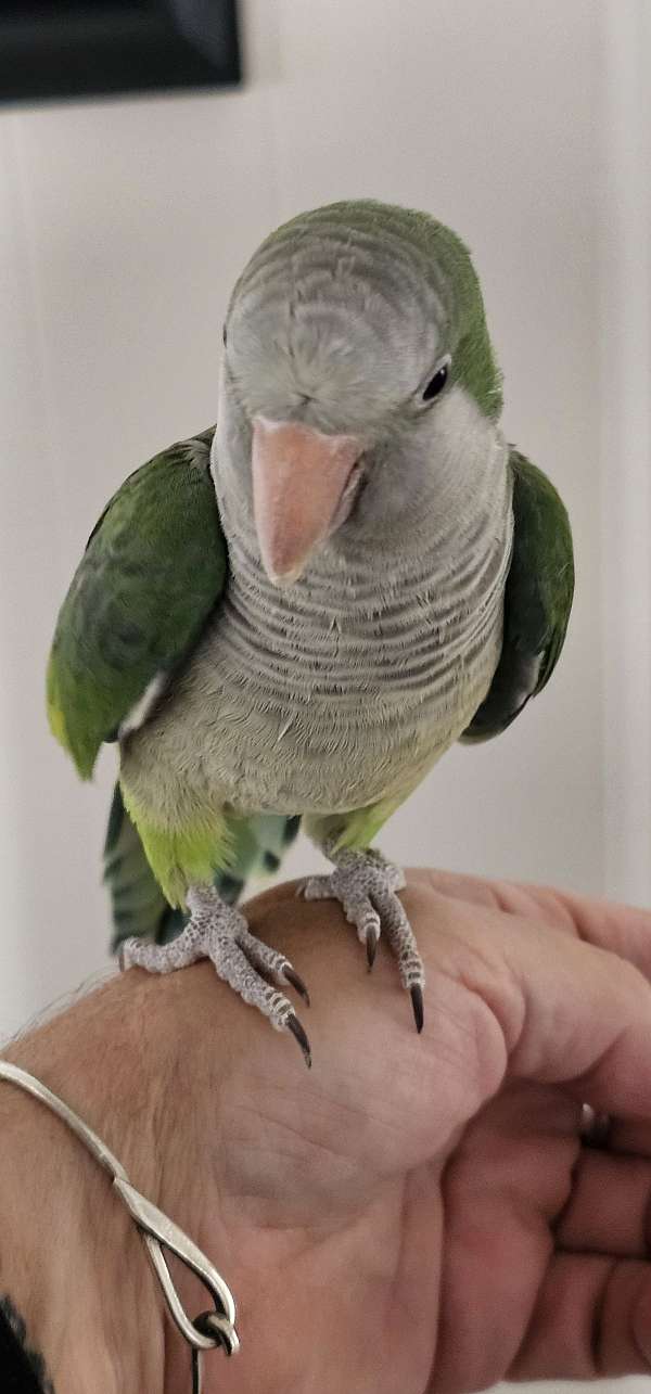 quaker-parrots-for-sale-in-starke-fl