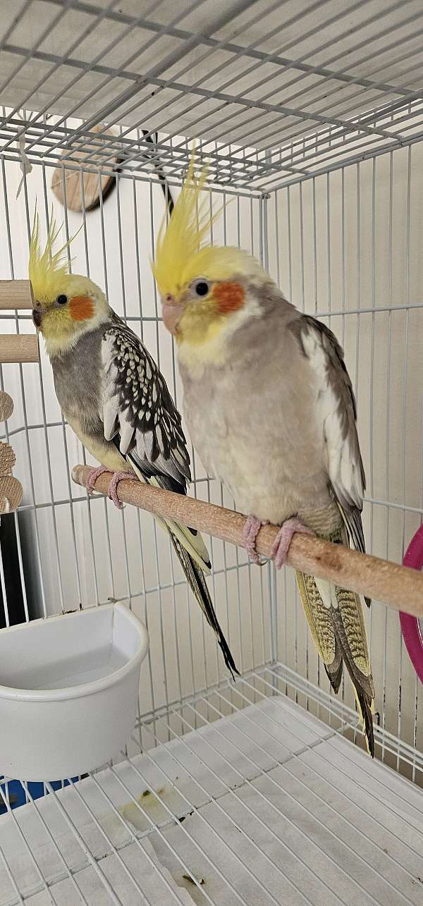 cinnamon-bird-for-sale-in-starke-fl