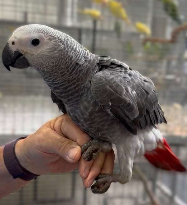 congo-african-grey-parrot-for-sale