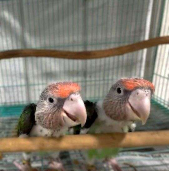 bird-for-sale-in-dade-city-fl