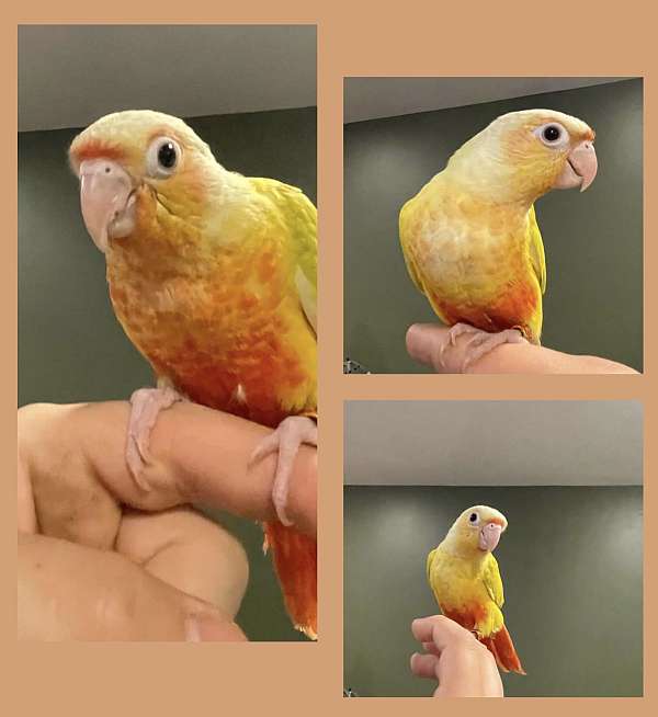green-cheek-conure-for-sale-in-windsor-pa