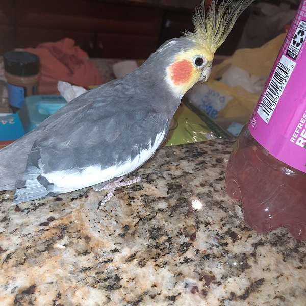 cockatiel-for-sale