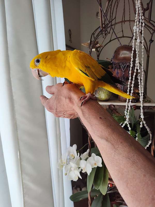 bird-for-sale-in-goose-creek-sc