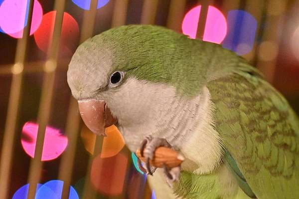 quaker-parrots-for-sale-in-leonardtown-md