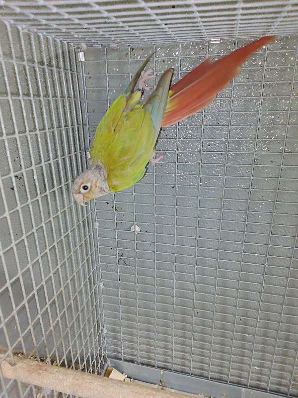 conure-for-sale-in-sugarcreek-oh