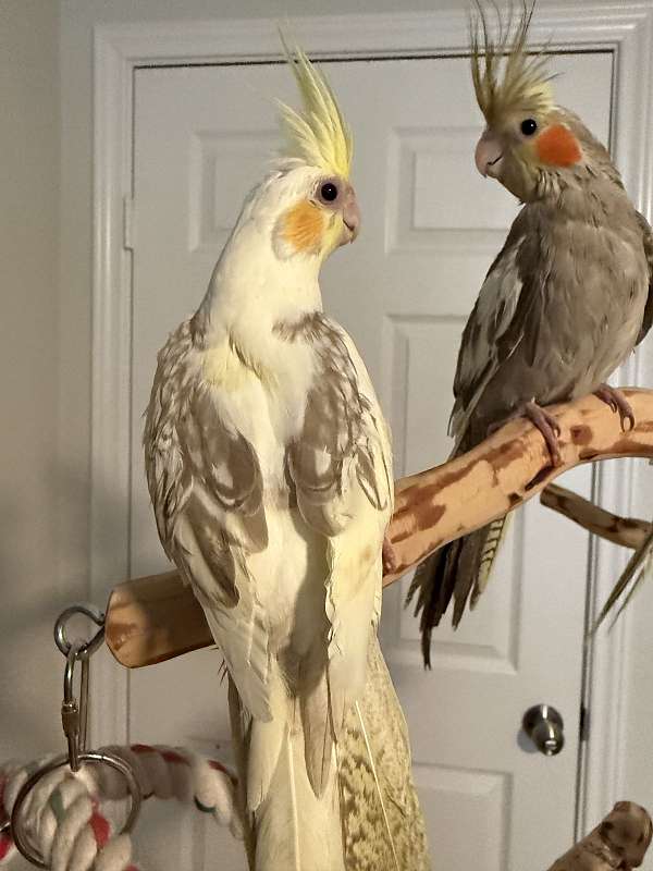 baby-bird-for-sale-in-springtown-tx
