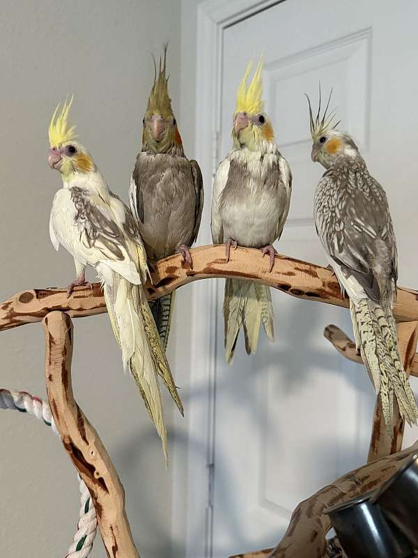 bird-for-sale-in-springtown-tx