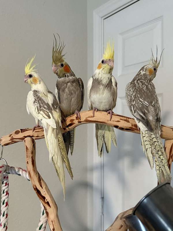 cockatiel-for-sale-in-springtown-tx