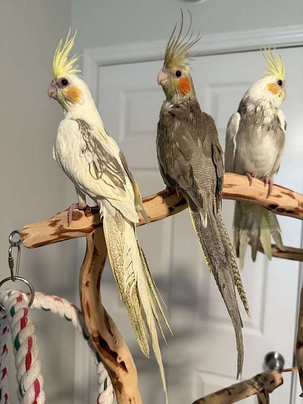 handfed-bird-for-sale-in-springtown-tx