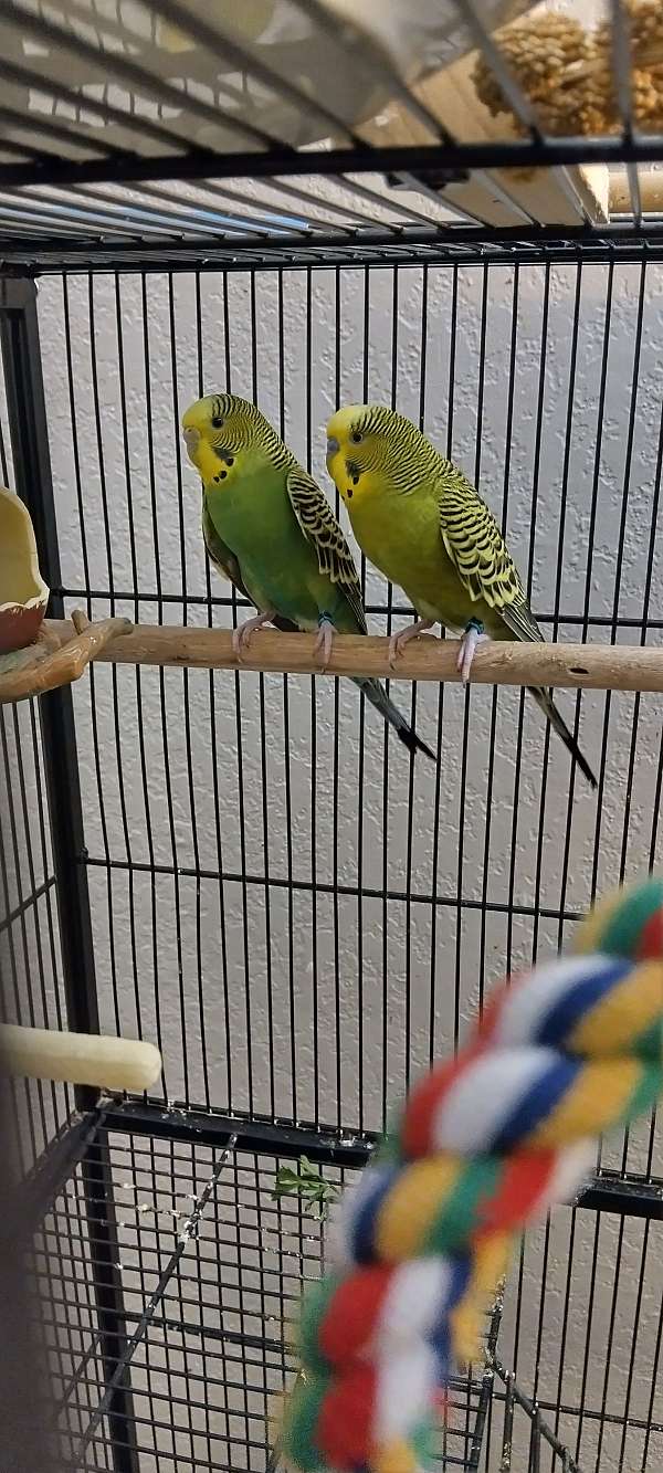 budgerigar-parakeet-for-sale