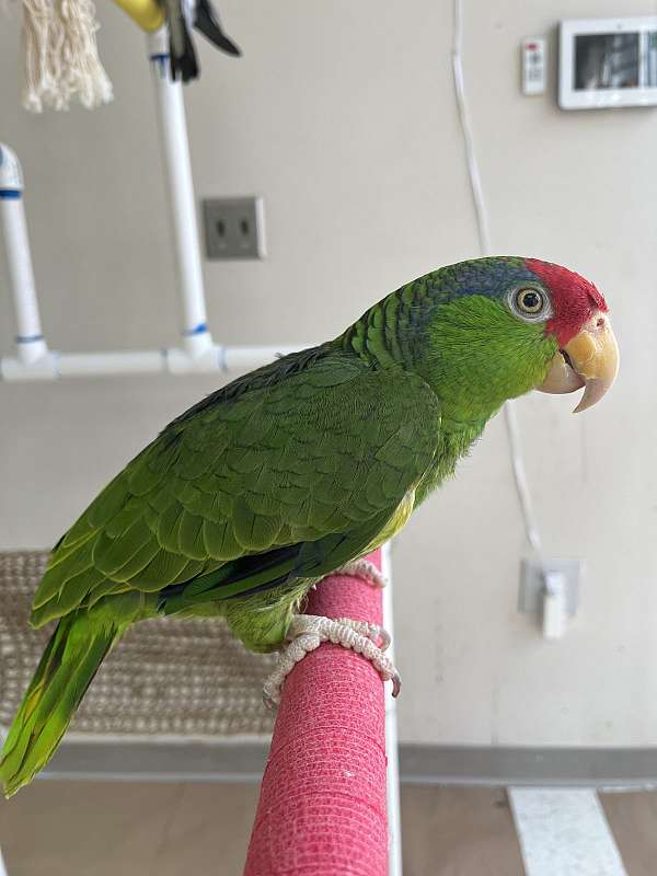 mexican-red-amazon-parrot-for-sale-in-norcross-ga