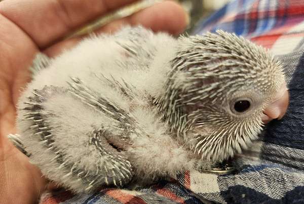 quaker-parrots-for-sale