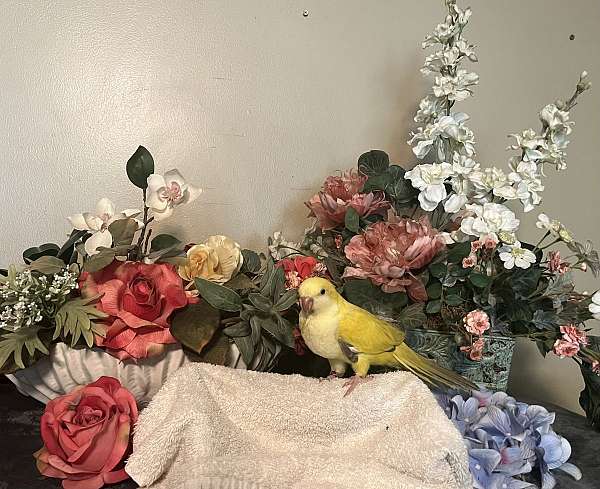 female-green-grey-bird-for-sale