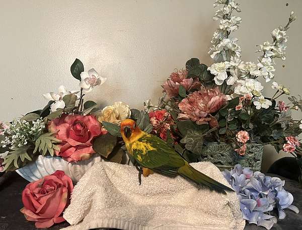 conure-sun-conure-for-sale-in-savannah-mo