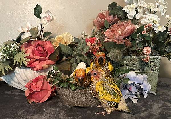 conure-for-sale