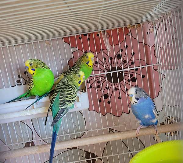 parakeet-for-sale