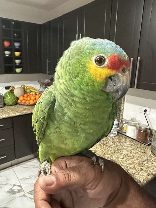 bird-for-sale-in-chula-vista-ca