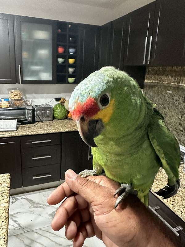 amazon-parrot-for-sale