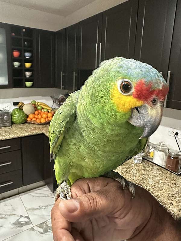 amazon-parrot-for-sale-in-chula-vista-ca