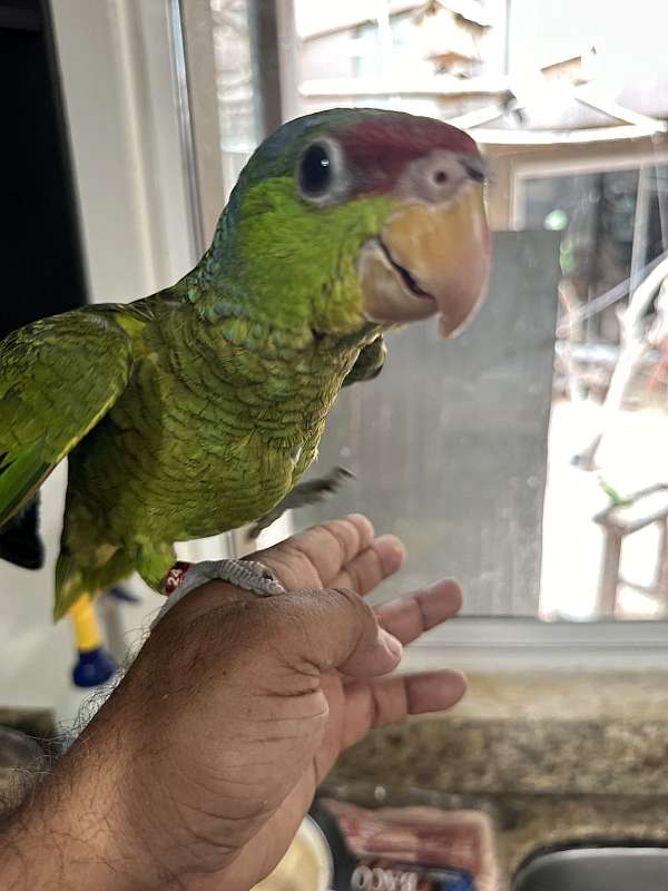 amazon-parrot-for-sale