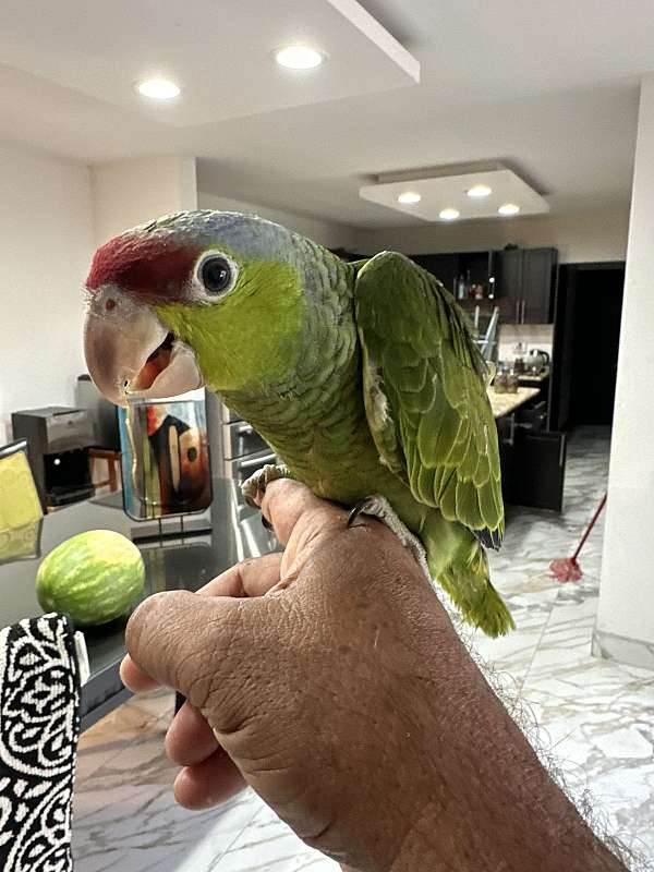 amazon-parrot-for-sale-in-chula-vista-ca