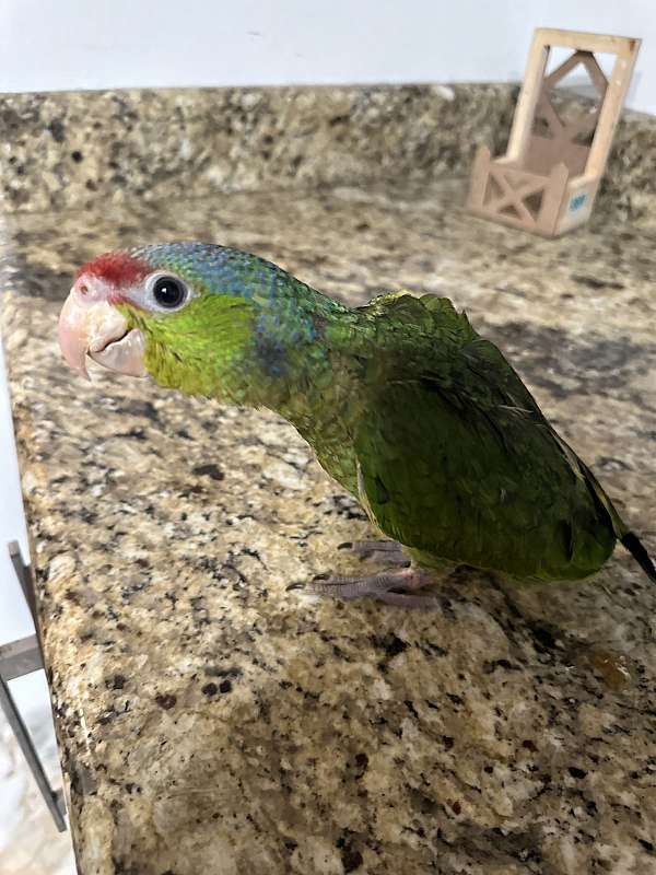 lilac-bird-for-sale-in-chula-vista-ca