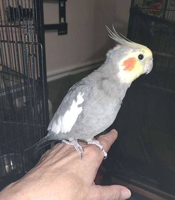 large-bird-for-sale-in-clarksville-tn