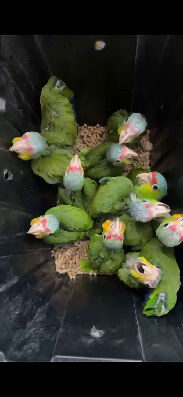 red-lored-amazon-parrot-for-sale-in-cutler-bay-fl