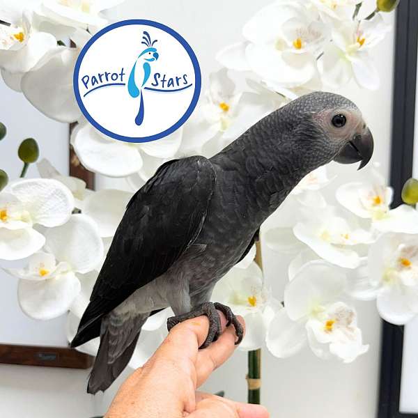 timneh-african-grey-parrot-for-sale
