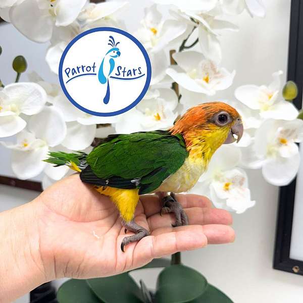 white-bellied-caique-for-sale