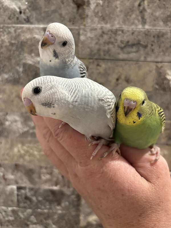 budgerigar-parakeet-for-sale-in-north-dakota