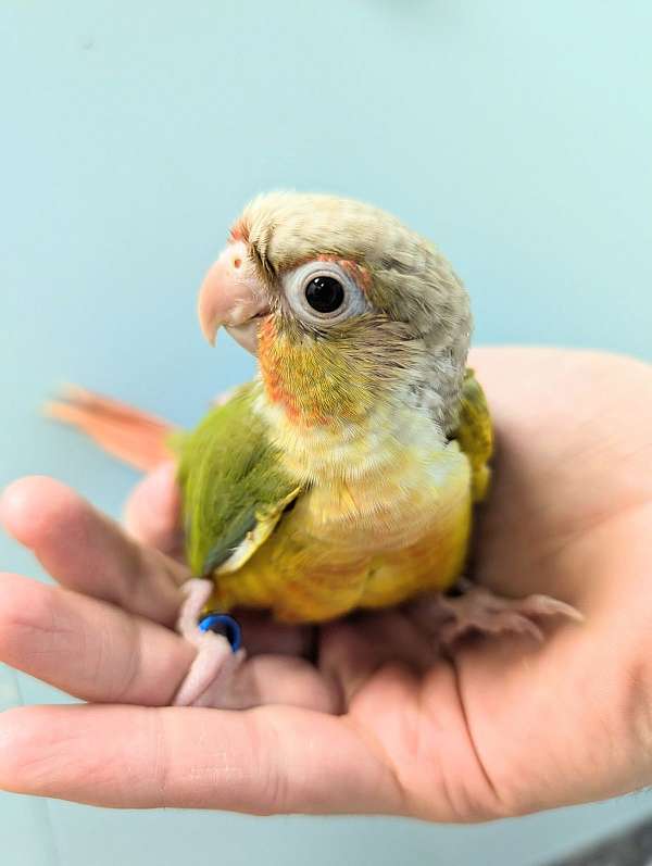 green-cheek-conure-for-sale