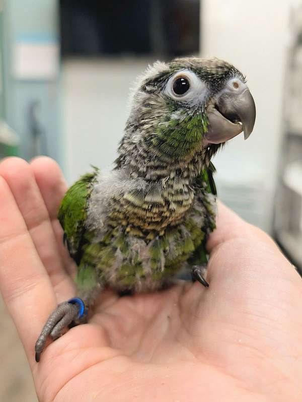 green-cheek-conure-for-sale