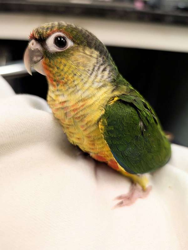 green-cheek-conure-for-sale