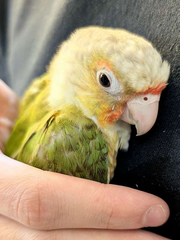 green-cheek-conure-for-sale