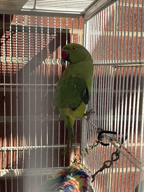 young-conure-parrot-for-sale