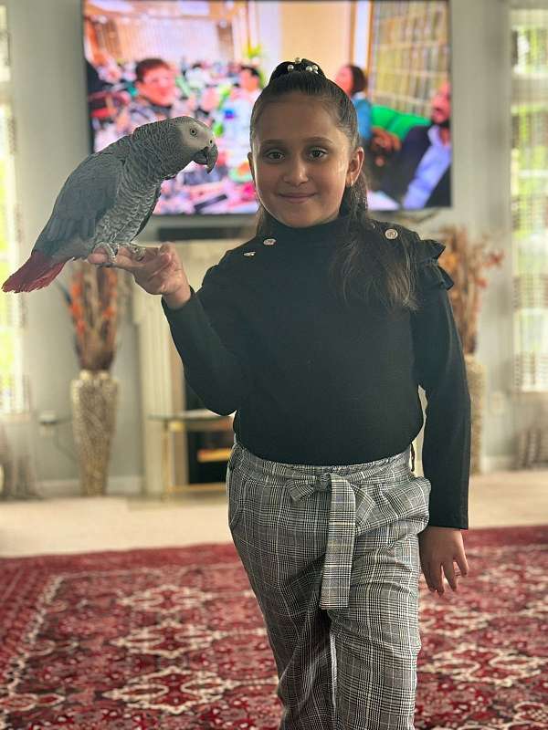 african-grey-parrot-for-sale