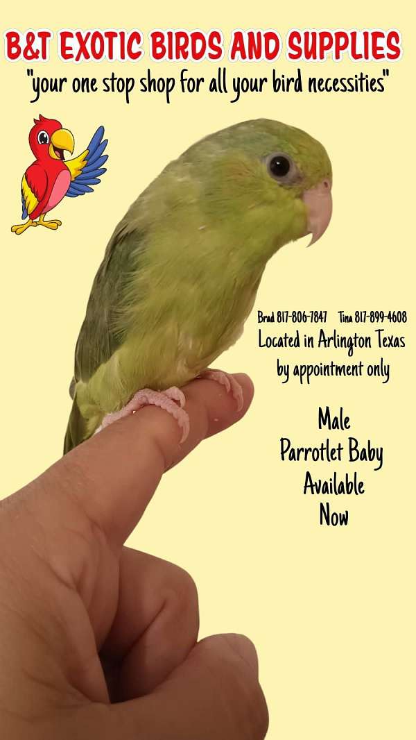 parrotlet-for-sale