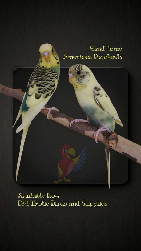 parakeet-for-sale