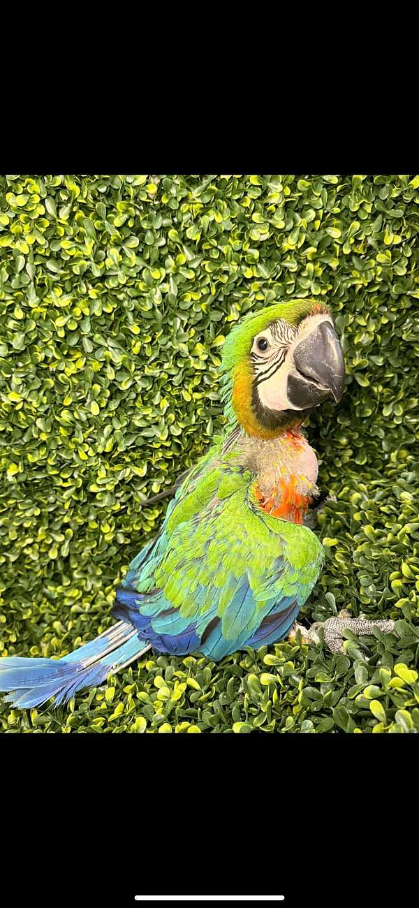 macaw-for-sale