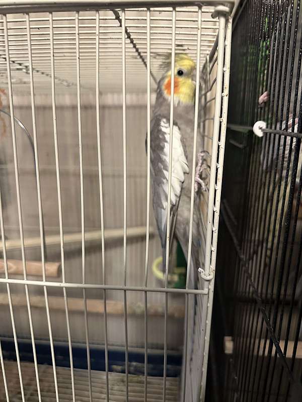 mature-bird-for-sale-in-acworth-ga
