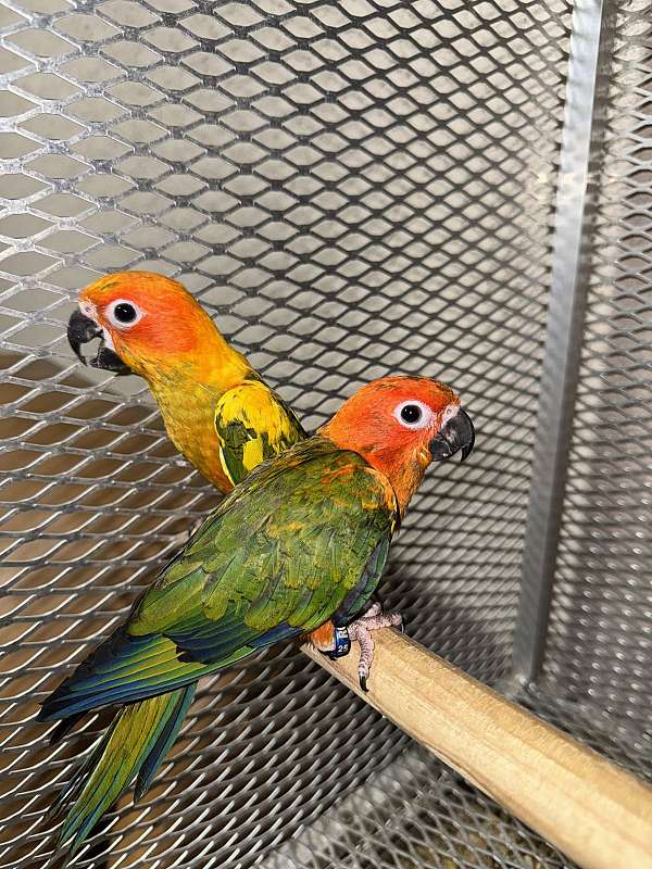 sun-conure-for-sale