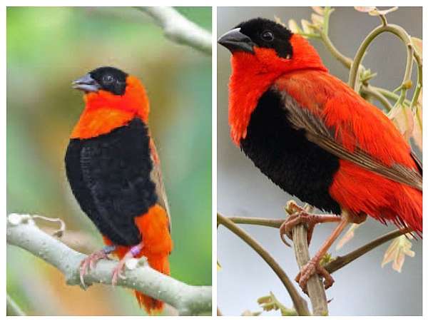 finch-for-sale-in-indian-orchard-ma