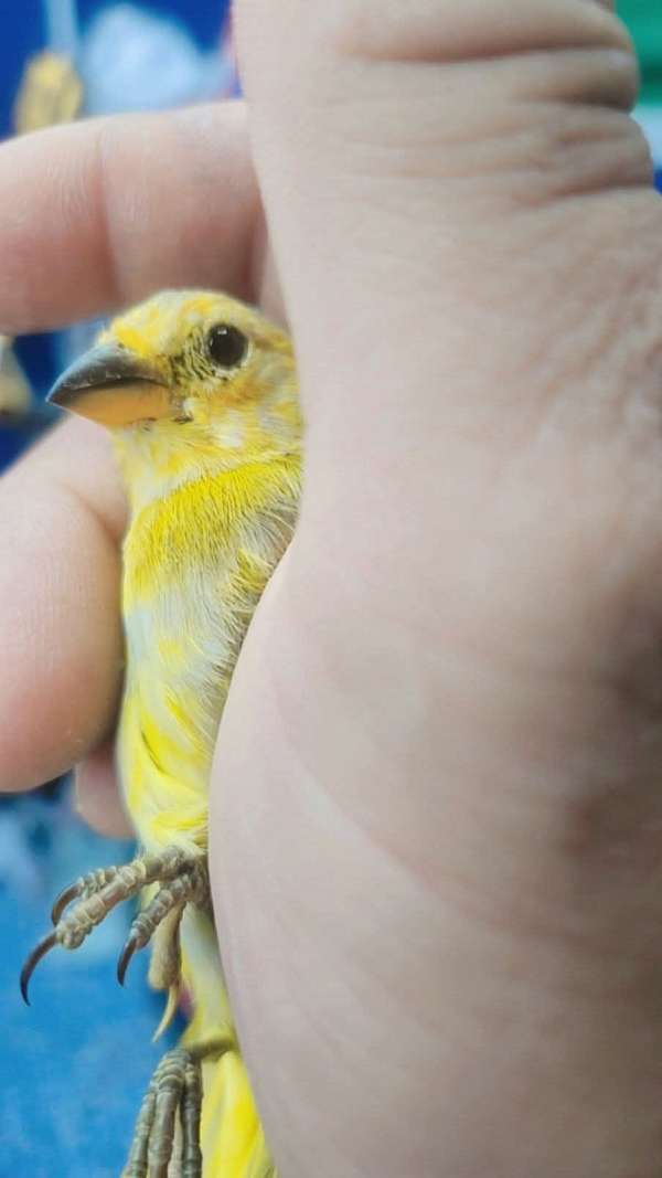 finch-for-sale