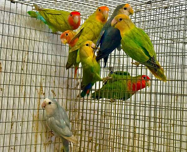 peach-faced-lovebird-for-sale