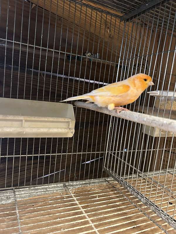 opaline-red-red-factor-canary-for-sale