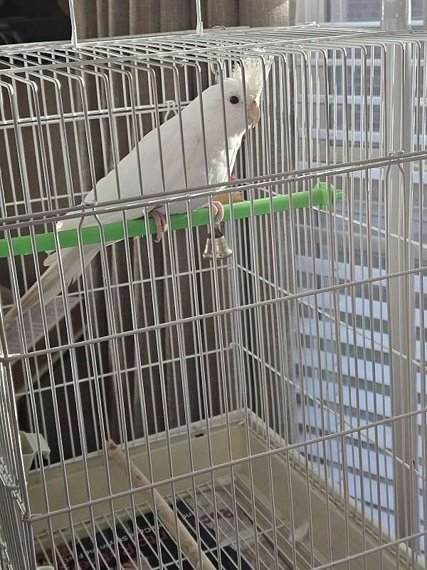 cockatiel-for-sale