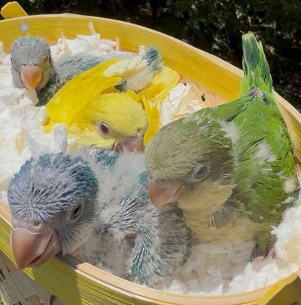 quaker-parrots-for-sale
