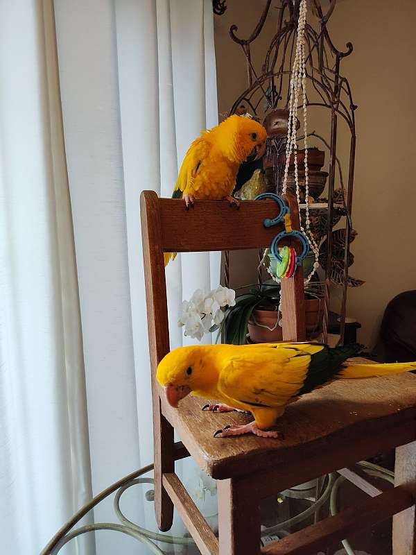 golden-conure-for-sale-in-goose-creek-sc